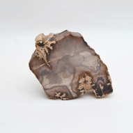 Petrified-Wood,