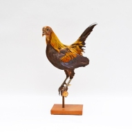 Asian Jungle Fowl