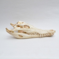 Salt-Water-Crocodile-Skull, crocodile-skull, skull,