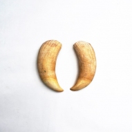 Sperm-Whale-tooth, Sperm-whale-teeth, Sperm-whale, Australian-whaling-industry
