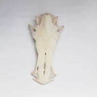  Crucifix-Catfish-Skull