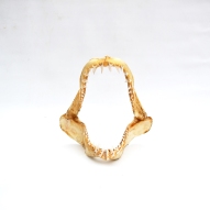 Mako-Shark, Mako-Shark-Jaws 