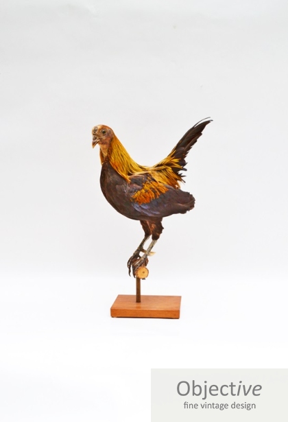 Asian Jungle Fowl