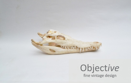 Salt-Water-Crocodile-Skull, crocodile-skull, skull,