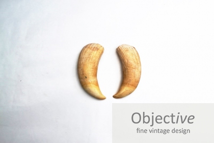 Sperm-Whale-tooth, Sperm-whale-teeth, Sperm-whale, Australian-whaling-industry