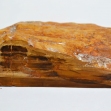 Petrified-Wood,