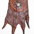 Crocodile-Foot-Coin-Purse, Taxidermy, Salt-Water-Crocodile,