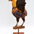 Asian Jungle Fowl