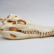 Salt-Water-Crocodile-Skull, crocodile-skull, skull,
