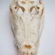 Salt-Water-Crocodile-Skull, crocodile-skull, skull,