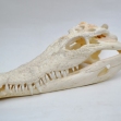 Salt-Water-Crocodile-Skull, crocodile-skull, skull,