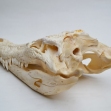 Salt-Water-Crocodile-Skull, crocodile-skull, skull,