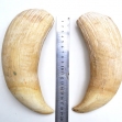 Sperm-Whale-tooth, Sperm-whale-teeth, Sperm-whale, Australian-whaling-industry