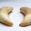 Sperm-Whale-tooth, Sperm-whale-teeth, Sperm-whale, Australian-whaling-industry