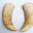 Sperm-Whale-tooth, Sperm-whale-teeth, Sperm-whale, Australian-whaling-industry