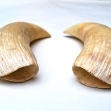 Sperm-Whale-tooth, Sperm-whale-teeth, Sperm-whale, Australian-whaling-industry