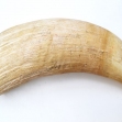 Sperm-Whale-tooth, Sperm-whale-teeth, Sperm-whale, Australian-whaling-industry