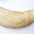 Sperm-Whale-tooth, Sperm-whale-teeth, Sperm-whale, Australian-whaling-industry