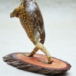 Taxidermy-Cane-Toad