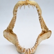 Mako-Shark, Mako-Shark-Jaws 
