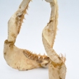 Mako-Shark, Mako-Shark-Jaws 