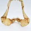 Mako-Shark, Mako-Shark-Jaws 
