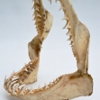 Mako-Shark, Mako-Shark-Jaws 