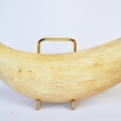 Sperm-Whale-tooth, Sperm-whale-teeth, Sperm-whale, Australian-whaling-industry