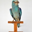 European_Roller_Taxidermy, Taxidermy, Coracias_gurrulus,