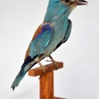 European_Roller_Taxidermy, Taxidermy, Coracias_gurrulus,