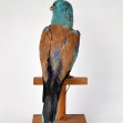European_Roller_Taxidermy, Taxidermy, Coracias_gurrulus,