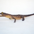 Saltwater-Crocodile, Crocodylus-porosus Taxidermy