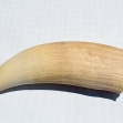 Sperm-whale-tooth.