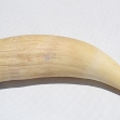 Sperm-whale-tooth.