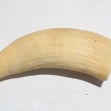 Sperm-whale-tooth.