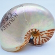 Scrimshaw, nautilus-shell, New-Caledonia-engraved-shell, New-Calidonia, Souvenir-de-Noumea, first-arts, artificial-curiosities