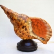 Triton-Trumpet, Shell-Lamp, Retro-Lighting,