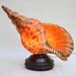 Triton-Trumpet, Shell-Lamp, Retro-Lighting,