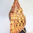 Triton-Trumpet, Shell-Lamp, Retro-Lighting,