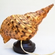Triton-Trumpet, Shell-Lamp, Retro-Lighting,